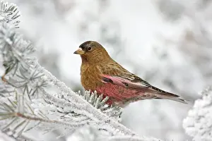 Leucosticte: Brown-capped Rosy-Finch