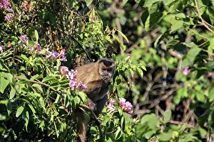 Tufted: Brown Capuchin