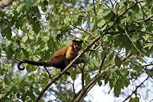 Tufted: Brown Capuchin