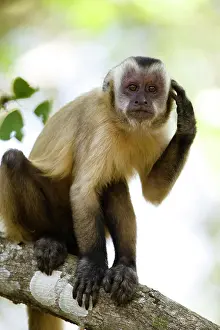 Mary: Brown Capuchin Monkey, Cabus apella, scratching