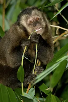 Chew: Brown Capuchin Monkey, Cebus apella, in