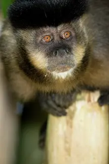 Mary: Brown Capuchin Monkey, Cebus apella, in