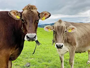 Braunvieh: Brown cattle on the pasture