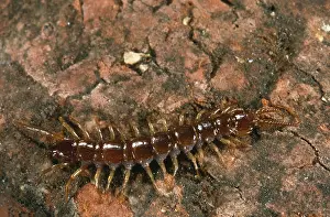 Centipede: Brown Centipede