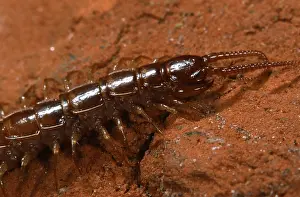 Centipede: Brown Centipede