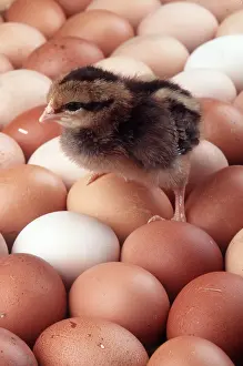 Poultry: BROWN CHICK - ON EGGS