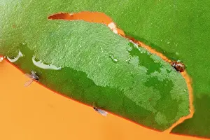 Nymphula: Brown china mark moth caterpillar cuts out new