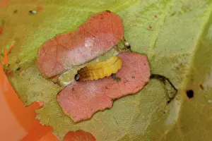 Nymphula: Brown china mark moth caterpillar pupates in a