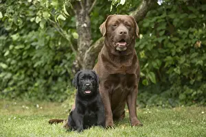 121018: Brown / Chocolate Labrador dog and Black Labrador