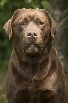 121018: Brown / Chocolate Labrador dog outside