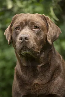 121018: Brown / Chocolate Labrador dog outside