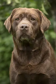 121018: Brown / Chocolate Labrador dog outside