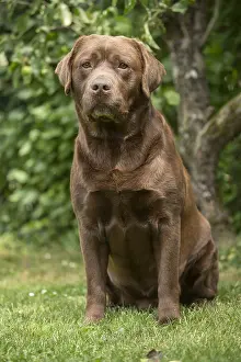 121018: Brown / Chocolate Labrador dog outside