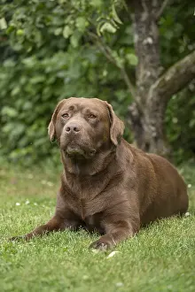 121018: Brown / Chocolate Labrador dog outside