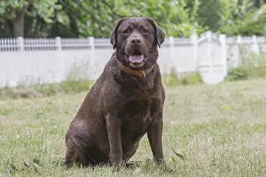 121018: Brown / Chocolate Labrador dog outside