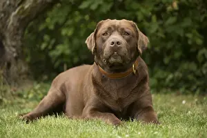 121018: Brown / Chocolate Labrador dog outside