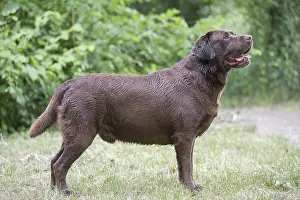 121018: Brown / Chocolate Labrador dog outside