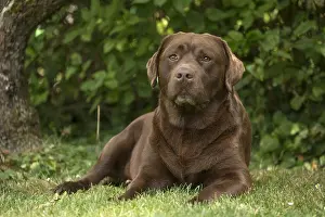 121018: Brown / Chocolate Labrador dog outside