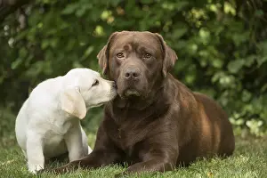 Fathers: Brown / Chocolate Labrador dog and Yellow Labrador