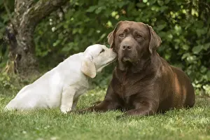 Fathers: Brown / Chocolate Labrador dog and Yellow Labrador