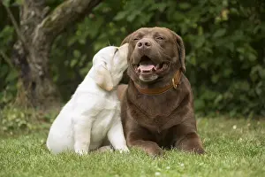 Fathers: Brown / Chocolate Labrador dog and Yellow Labrador