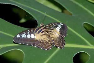 Philippensis: Brown Clipper Butterflies - resting on leaf