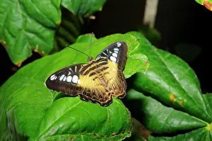 Philippensis: Brown Clipper Butterfly