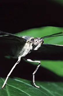 Clipper: Brown Clipper Butterfly