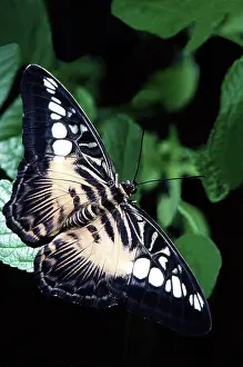 Clipper: Brown Clipper Butterfly