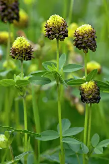 Trefoil: Brown Clover - in flower in old hay meadow
