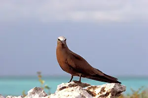 Boobie: Brown / Common Booby