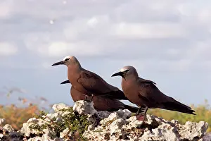 Boobie: Brown / Common Booby