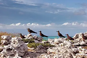 Boobie: Brown / Common Booby