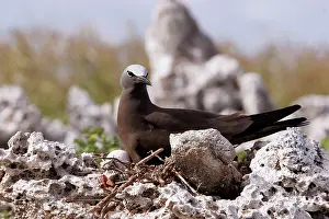 Boobie: Brown / Common Booby