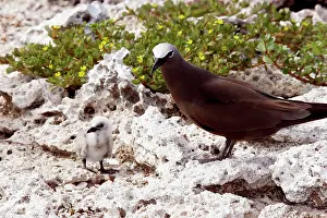 Boobie: Brown / Common Booby - adult with chick