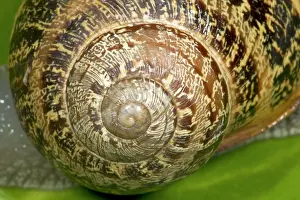 Spirals: Brown Common Garden Snail - Close-up of shell showing