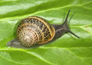 Aspersa: Brown Common Garden Snail - Crawling over leaf