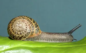 Spirals: Brown Common Garden Snail - Crawling over leaf