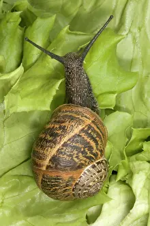 Aspersa: Brown Common Garden Snail - Crawling on lettuce