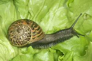 Aspersa: Brown Common Garden Snail - Side view with perfect