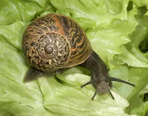 Spirals: Brown Common Garden Snail - Side view with perfect