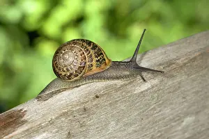 Aspersa: Brown Common Garden Snail - On wooden fence