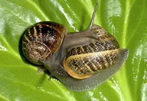 Aspersa: Brown Common Garden Snails - Mating pair