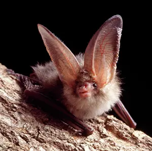 Plecotus: Brown / Common Long-eared / Long-eared BAT