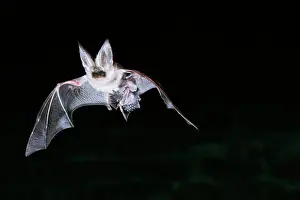 Plecotus: Brown / Common Long-eared / Long-eared BAT- In