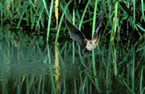 Plecotus: Brown / Common Long-eared / Long-eared BAT - in