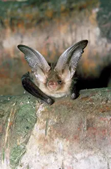 Bats: Brown / Common Long-eared / Long-eared BAT