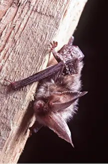 Bats: Brown / Common Long-eared / Long-eared BAT - clinging