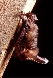 Bats: Brown / Common Long-eared / Long-eared BAT - clinging