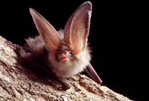 Bats: Brown / Common Long-eared / Long-eared BAT - Close-up